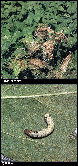 ハスモンヨトウ被害と幼虫の写真