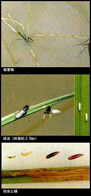 イネヒメハモグリバエ イネヒメハモグリバエ