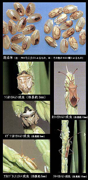 カメムシの写真