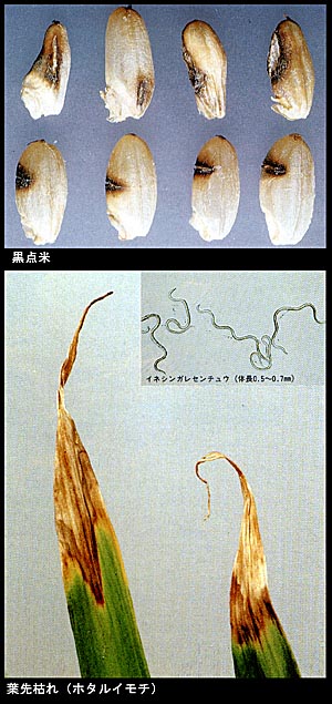 イネシンガレセンチュウ