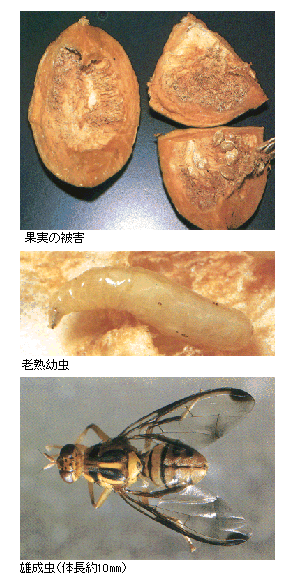 カボチャミバエの被害と幼虫、成虫の写真