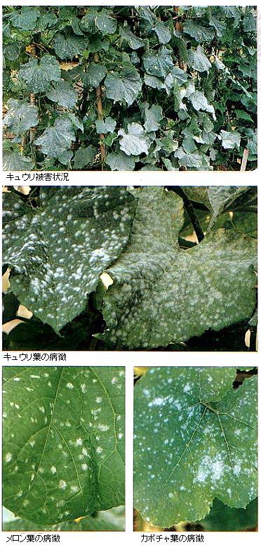 島根県 うどんこ病 トップ しごと 産業 農林業 技術情報 農業技術情報 病害虫防除所 病害虫データベース 目次 カボチャ