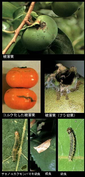 ハマキムシの被害と幼虫、成虫