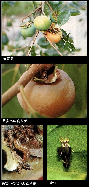 カキミガの被害写真