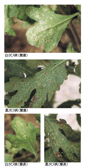 島根県 白さび病 黒さび病 トップ しごと 産業 農林業 技術情報 農業技術情報 病害虫防除所 病害虫データベース 目次 キク