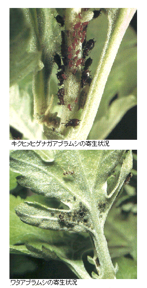 キクヒメヒゲナガアブラムシの被害