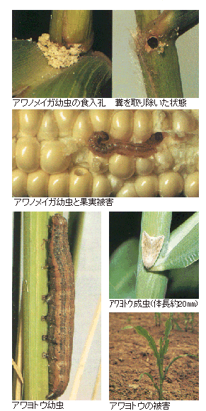 島根県 アワノメイガ アワヨトウ トップ しごと 産業 農林業 技術情報 農業技術情報 病害虫防除所 病害虫データベース 目次 スイートコーン