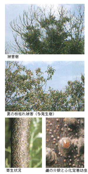 被害と成虫写真