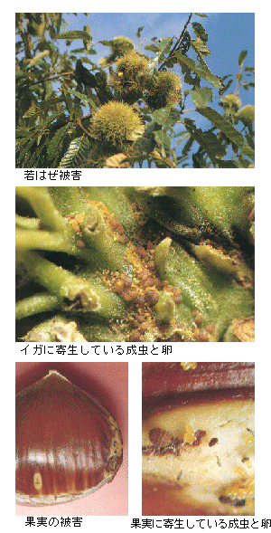 被害と成虫の写真