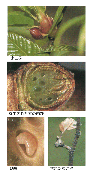 島根県 クリタマバチ トップ しごと 産業 農林業 技術情報 農業技術情報 病害虫防除所 病害虫データベース 目次 クリ