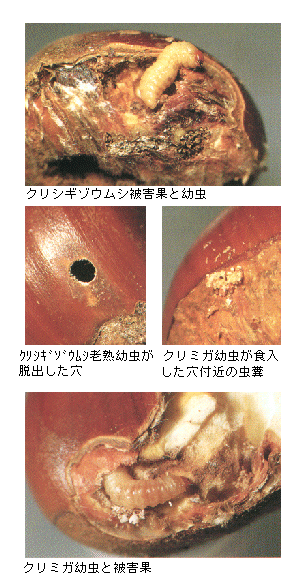 島根県 クリシギゾウムシ クリミガ トップ しごと 産業 農林業 技術情報 農業技術情報 病害虫防除所 病害虫データベース 目次 クリ