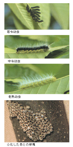 島根県 クスサン トップ しごと 産業 農林業 技術情報 農業技術情報 病害虫防除所 病害虫データベース 目次 クリ