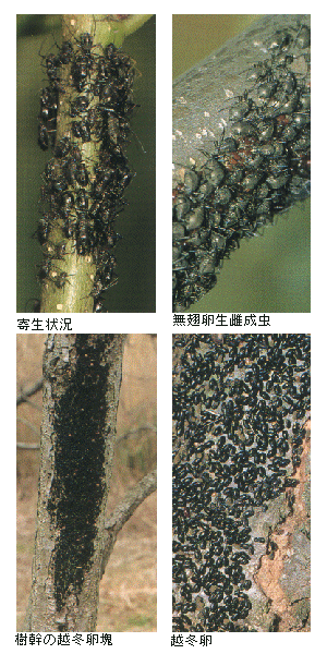 島根県 クリオオアブラムシ トップ しごと 産業 農林業 技術情報 農業技術情報 病害虫防除所 病害虫データベース 目次 クリ