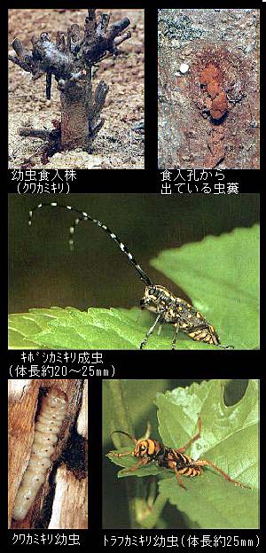 島根県 カミキリムシ類 トップ しごと 産業 農林業 技術情報 農業技術情報 病害虫防除所 病害虫データベース 目次 クワ