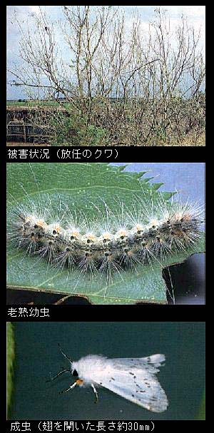 被害と幼虫、成虫の写真