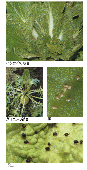 ムギダニの被害と成虫の写真