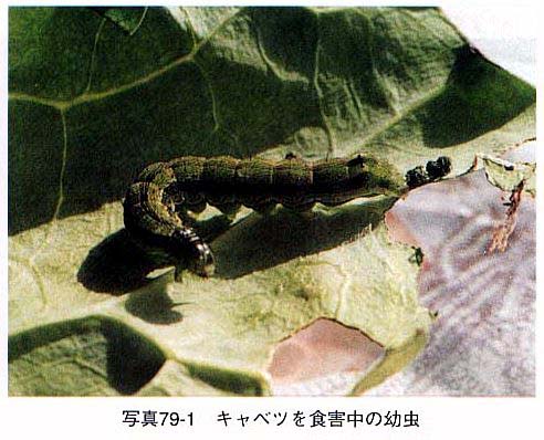 オオタバコガ幼虫の写真