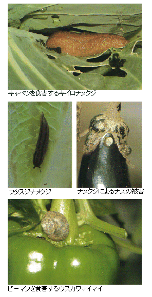 被害とナメクジ、カタツムリの写真