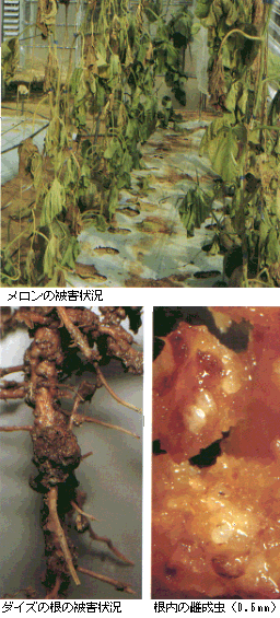 メロン、ダイズの被害とネコブセンチュウ雌成虫の写真