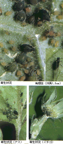 島根県 ワタアブラムシ トップ しごと 産業 農林業 技術情報 農業技術情報 病害虫防除所 病害虫データベース 目次 キュウリ