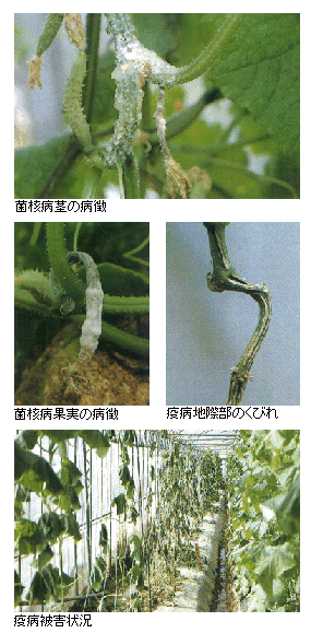 菌核病、疫病