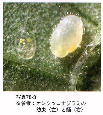 幼虫と蛹の写真