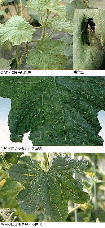 島根県 メロンのモザイク病 トップ しごと 産業 農林業 技術情報 農業技術情報 病害虫防除所 病害虫データベース 目次 メロン