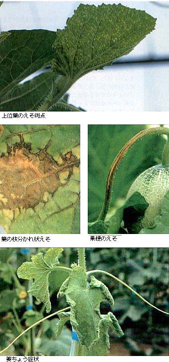 島根県 えそ斑点病 トップ しごと 産業 農林業 技術情報 農業技術情報 病害虫防除所 病害虫データベース 目次 メロン