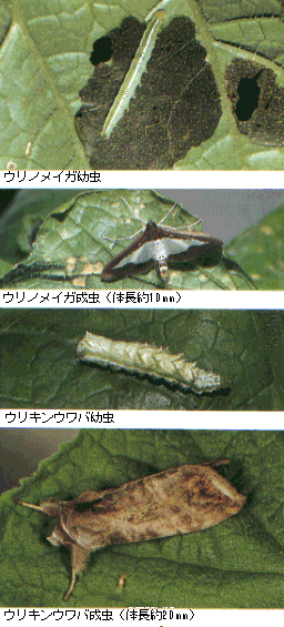 被害と幼虫、成虫の写真