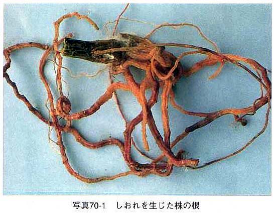 島根県 紅色根腐病 トップ しごと 産業 農林業 技術情報 農業技術情報 病害虫防除所 病害虫データベース 目次 メロン