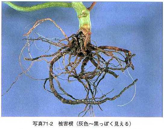 ホモプシス根腐病写真２