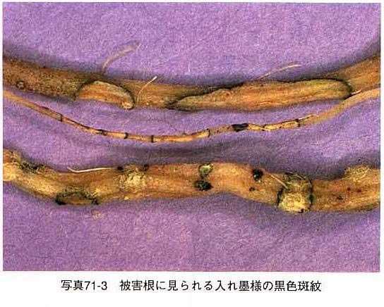 ホモプシス根腐病3