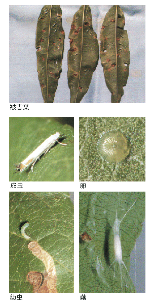 寄生の様子