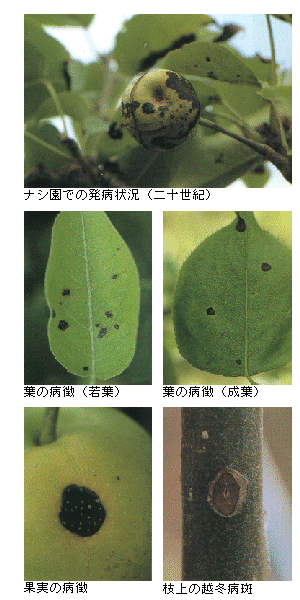 島根県 黒斑病 トップ しごと 産業 農林業 技術情報 農業技術情報 病害虫防除所 病害虫データベース 目次 ナシ