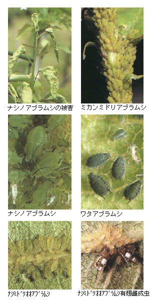 被害と成虫写真