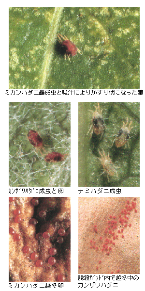 被害とダニの写真