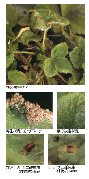 被害とハダニの写真