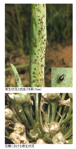 島根県 ネギアブラムシ トップ しごと 産業 農林業 技術情報 農業技術情報 病害虫防除所 病害虫データベース 目次 ネギ