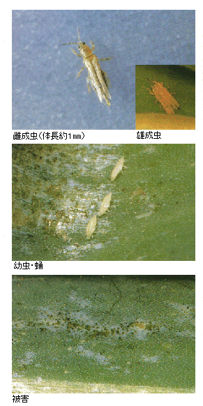 成虫と被害の写真