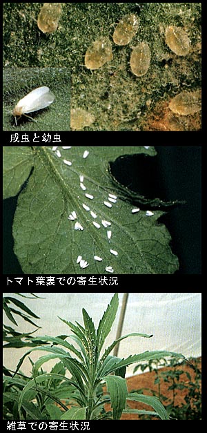 オンシツコナジラミ オンシツコナジラミ