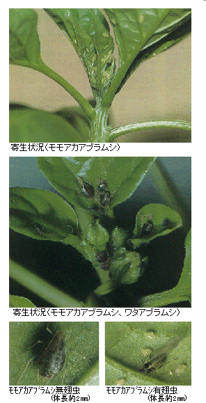 被害と成虫の写真