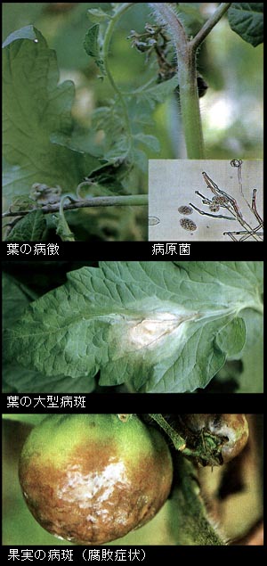 ○作物名：トマト、ナス