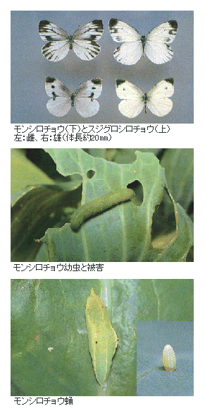 島根県 モンシロチョウ スジグロチョウ トップ しごと 産業 農林業 技術情報 農業技術情報 病害虫防除所 病害虫データベース 目次 ワサビ