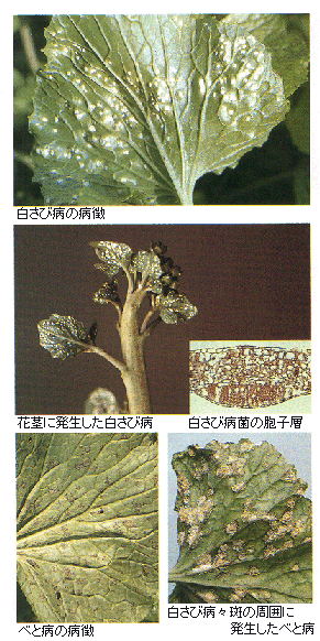 白さび病、べと病