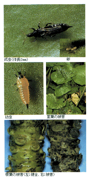 成虫と被害の写真