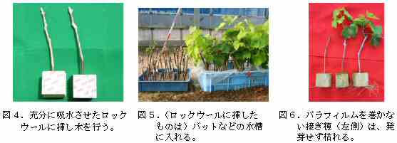 島根県 ブドウの簡単な接ぎ木育苗法の開発 トップ しごと 産業 農林業 技術情報 農業技術情報 研究情報 研究成果 研究トピックス ときめき