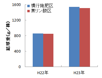 リン酸とキャベツ収量