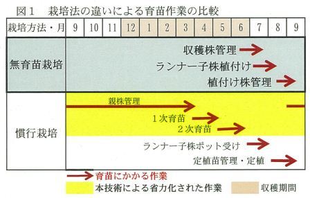 通常の育苗とランナー受け育苗体系の比較