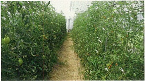 トマト有機施設栽培ほ場の様子