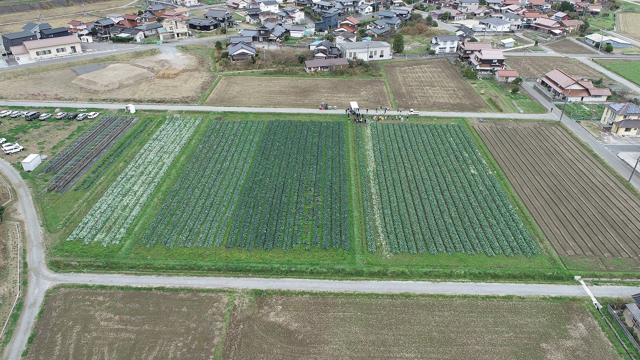 広がりを見せる上府工区の水田園芸の写真